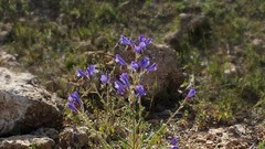 Echium creticum granatense