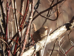Troglodytes hiemalis