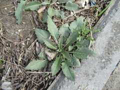 Catolobus pendulus