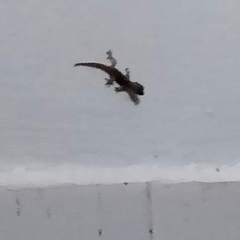 Hemidactylus platyurus