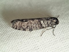 Lepidoscia annosella