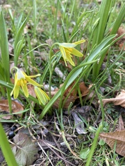 Gagea lutea