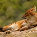 Northern Dhole - Photo (c) rore, some rights reserved (CC BY-SA)