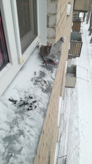 Columba livia domestica