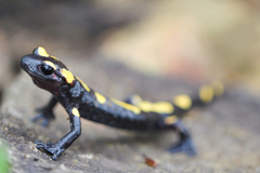 Salamandra algira