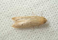 Platoloncha psamathina
