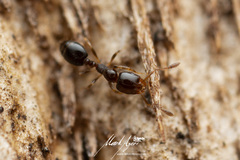 Monomorium sydneyense