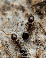 Monomorium sydneyense