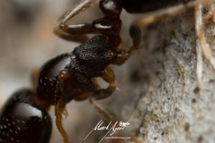 Monomorium sydneyense