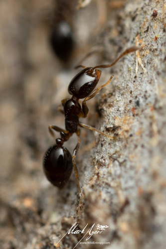 Monomorium sydneyenseMonomorium sydneyense