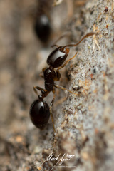 Monomorium sydneyense