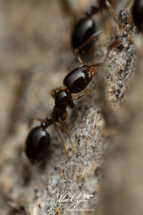 Monomorium sydneyense