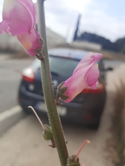 Antirrhinum majus