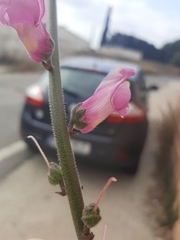 Antirrhinum majus