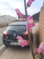 Antirrhinum majus