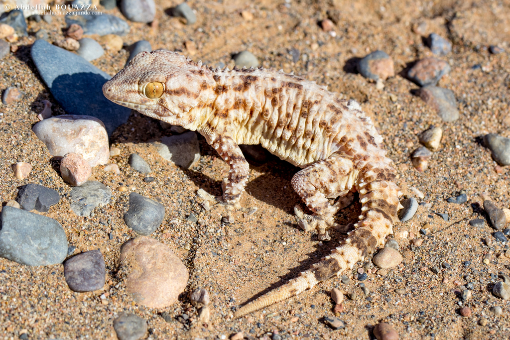 Desert Wall Gecko