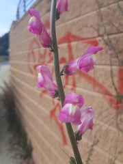 Antirrhinum majus