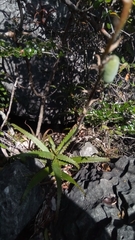 Aloe cyrtophylla