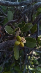 Zanthoxyloideae
