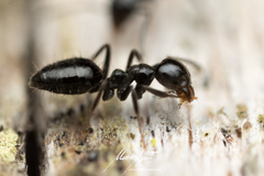 Technomyrmex sophiae
