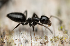 Technomyrmex sophiae