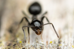 Technomyrmex sophiae