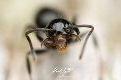 Technomyrmex sophiae