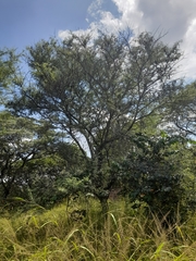 Vachellia nilotica subsp. kraussiana image