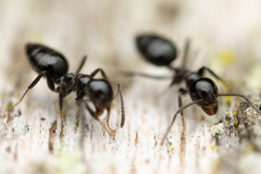 Technomyrmex sophiae