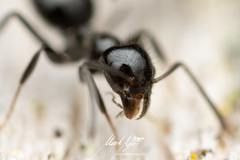 Technomyrmex sophiae