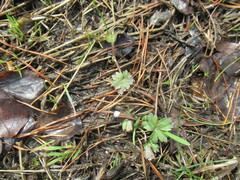 Ranunculus propinquus