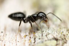 Technomyrmex sophiae