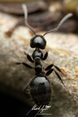 Technomyrmex sophiae