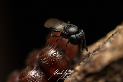 Trissolcus