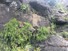 Hesperantha scopulosa