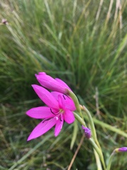 Hesperantha grandiflora
