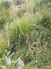Hesperantha grandiflora