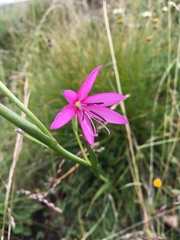 Hesperantha grandiflora