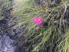 Hesperantha scopulosa