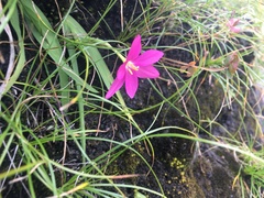 Hesperantha scopulosa