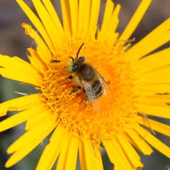 Heliophila