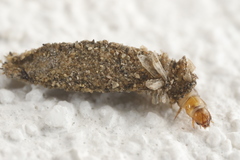 Dahlica triquetrella