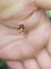 Argyrodes miniaceus