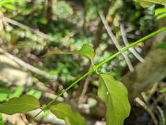 Uncaria acida