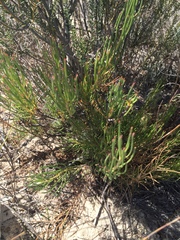 Serruria linearis