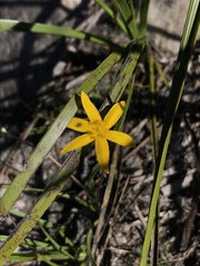 Hypoxis angustifolia