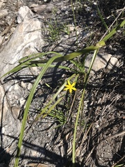 Hypoxis angustifolia