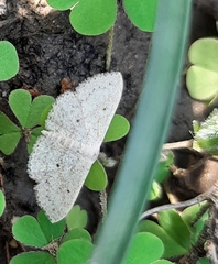 Lepidoptera
