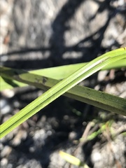 Hypoxis angustifolia