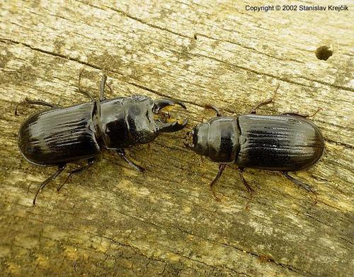 Ceruchus chrysomelinus